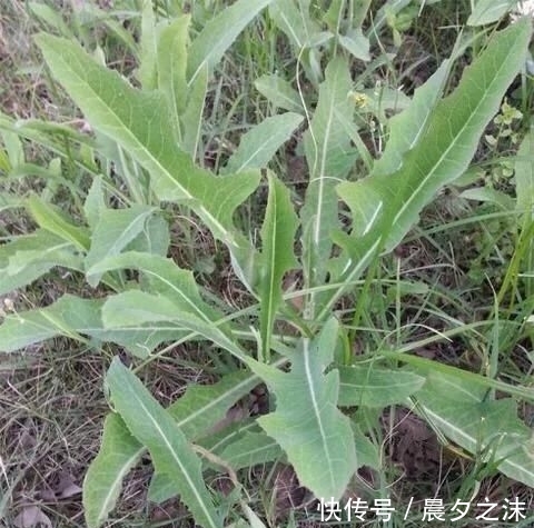 人参苗种植时间