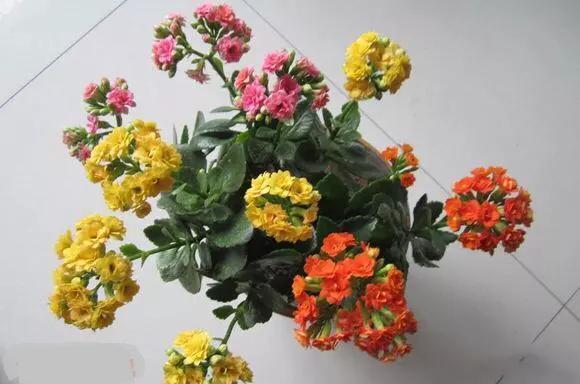 嫁接@长寿花养成盆景,玉树枝条切几刀,嫁接长寿花,养成长寿花树