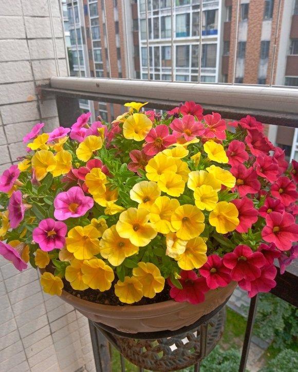 『邻居』阳台养的矮牵牛,号称“开花之王”,花瓣爆开,邻居都羡慕了