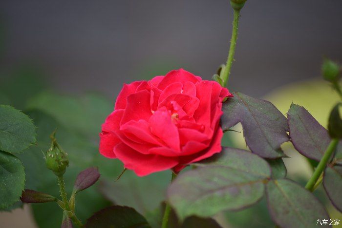 奥迪A6L，宝马X3，奔驰GLB，凯迪拉克CT5，不一样的新感受之九