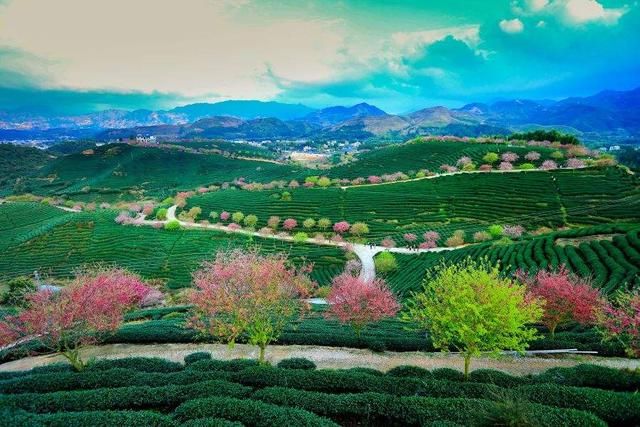 中国也有樱花,可为什么中国人都喜欢去日本看