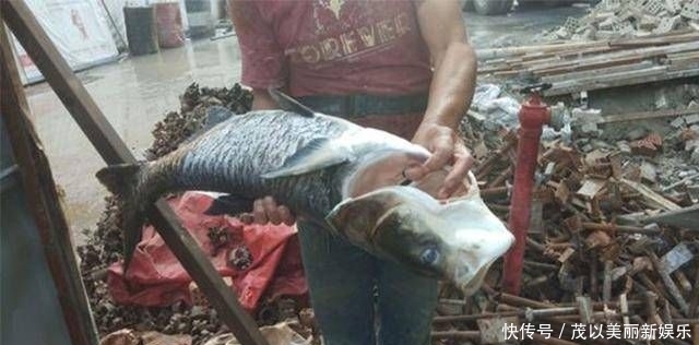  [斤左右]药鱼人干的好事，群鱼一夜之间全部翻白肚皮了！