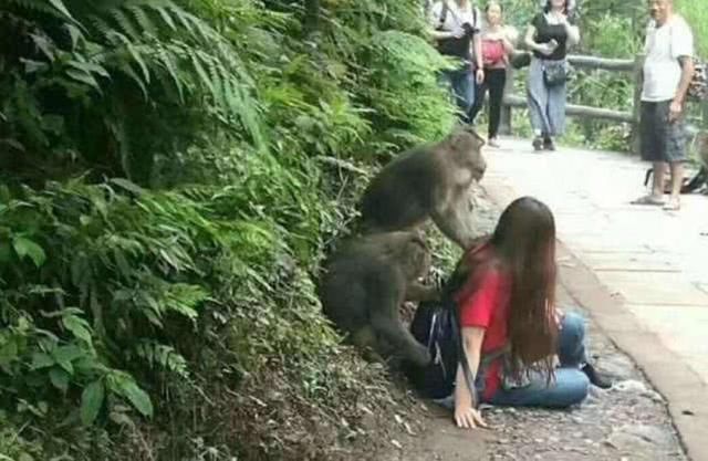 小姐姐愉快的去峨眉山旅游，旅途中哭了，猴子也太霸道了！