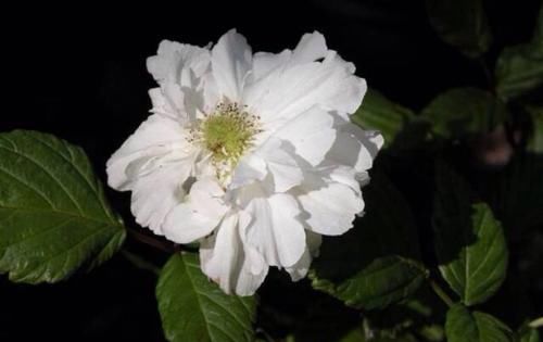  花朵■茶靡花盛开满树花,颜值高雅美极了,好养容易活