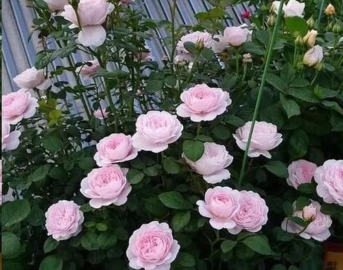  盆栽|养花就养这“3种”,常年开花不断,好看又好养,确为盆栽佳品