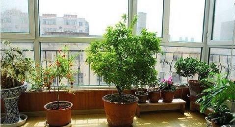  #好坏#家养一盆“米兰花”，条件好坏都开花，越晒越泼辣