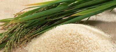 「生虫」大米长虫怎么处理?赶紧收藏这些小tips