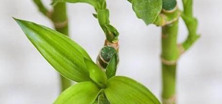  『幸福树』这4种植物,个个象征着“幸福、吉祥”,非常适合在家里养!