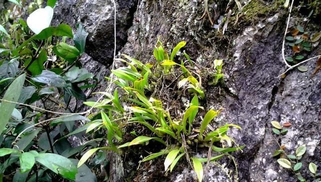  [铁皮石斛]这种植物，人称“植物黄金”，收购价一年高过一年，