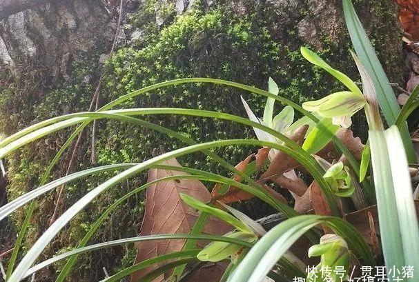 #中国人#国花评选引起热议兰花的4大优点，完全可以列为国花