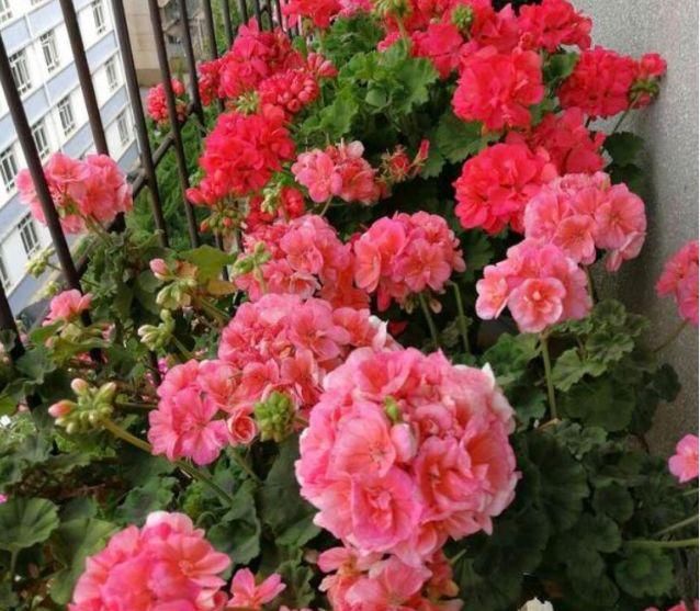  花香■养花试试这几款，花开繁盛花香怡人，花朵姿态万千，美