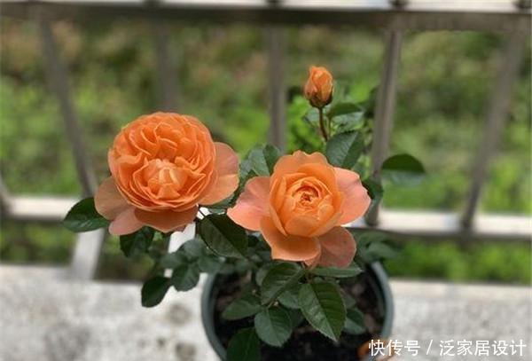  『月季』新入门种植月季，这三点很关键，掌握好月季种植很容易！