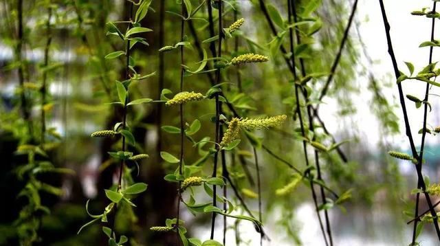  『柳丝』枝头柳丝绿，陌上花又红