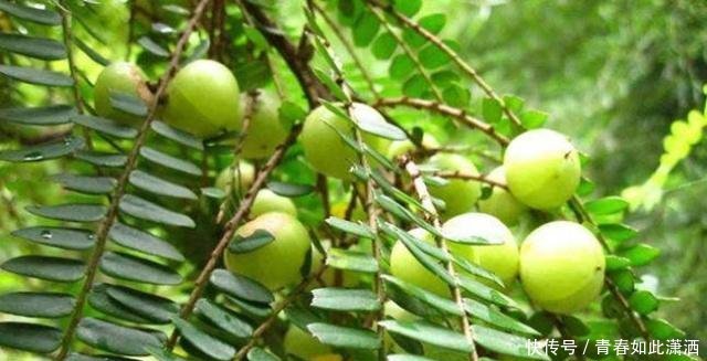 野生的它,是部分80后的零食,如今农民摘去卖20元一斤！