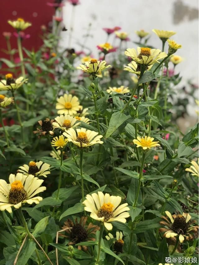 『生活』有一方小院,和你一起养花种草,这样就挺好