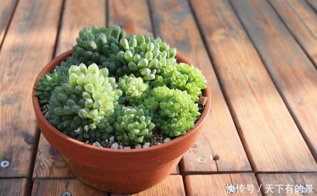 养护@养护多肉“玉露”,做好这7点,株型憨憨可爱叶色晶莹剔透