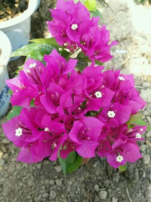 「路边」这两种植物,路边掐根枝条,回家自己扦插,把花园“搬”回家