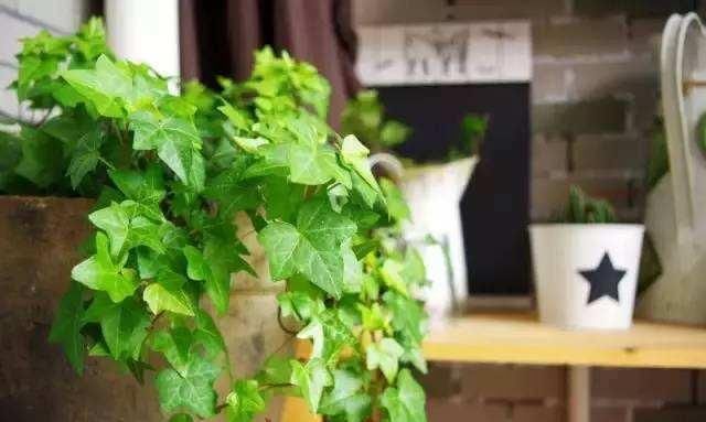  「全家」这花号称“二手烟克星”，家里养一盆，全家都健康！