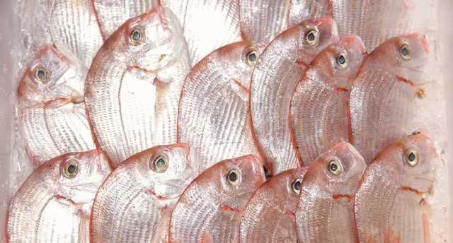  「小世界」大湾区小世界：猪肉已经吃不起？来吃开渔后的海鲜吧