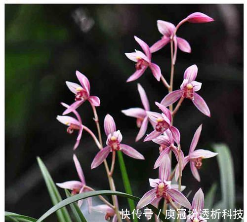  「养护」此花适合现在养，一年多季节开花，满屋都是花香，美极了！