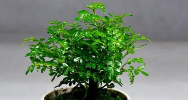 [植物]夏天到了，家里摆上4种花，蚊子“消灭干净”，晚上睡得踏实！
