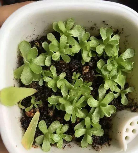 【发芽】5种花太贵,别花“冤枉钱”,剪片叶子丢盆里,20天生根发芽!