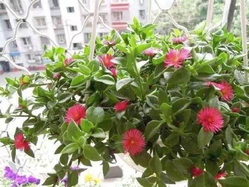 「想不」牡丹吊兰这样养，想不花繁叶茂都难！