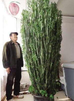  『吸附甲醛』别傻傻的买绿萝！这两种植物才是真正的“吸甲醛高手”