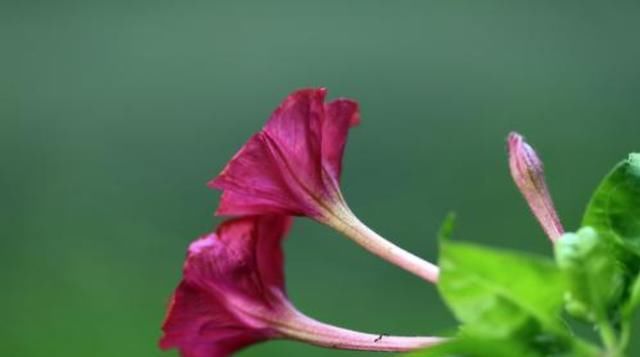  『枝繁叶茂』夏天也能赏花的3种花，好养易活能爆盆，枝繁叶茂花量大，美极了