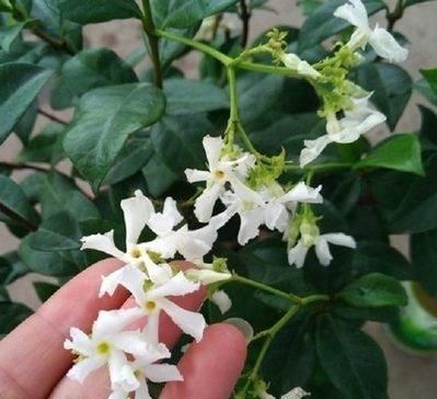  机器：4种“开花机器”，耐热又耐晒，阳台养一盆，满屋飘“花香