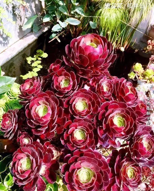  #上名#傻傻分不清的多肉，就看它这儿，一眼就能叫上名！