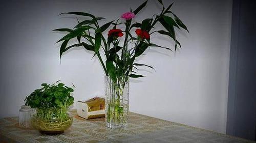  远离@连细菌都“害怕”的3种花，远离病菌侵犯，家里该多养几盆