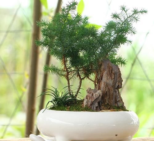 「土壤应保持」澳洲杉,株型美观,盆栽要如何管理呢?