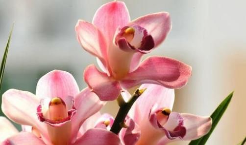  吃能■家里养这4种花，能赏能吃能治病，赚大啦！