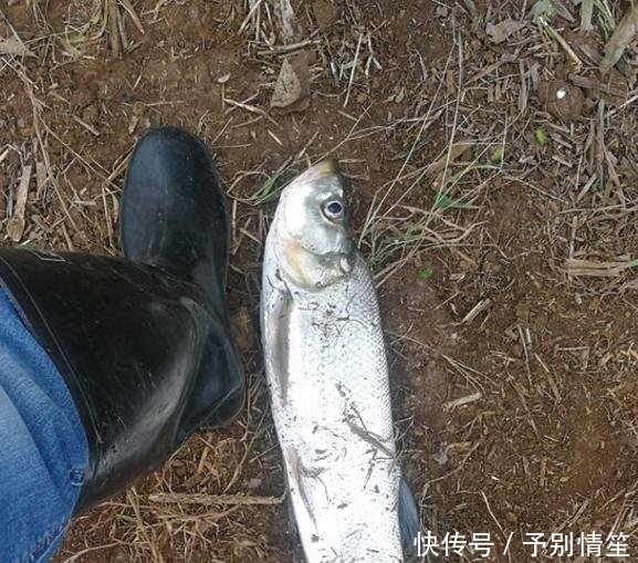 说来说去■为啥你钓翘嘴从没钓到过大的说来说去还是没弄懂它们的习性
