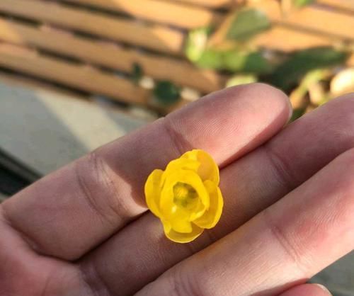  『利于开花』腊梅盆栽撸光叶子后，花苞晒太阳足了，开花满树金黄，更美更香了