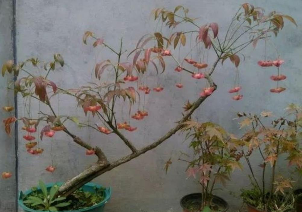  『金丝吊蝴蝶』1种漂亮的植物，俗称“摇钱树”，枝头挂满美丽的“小蝴蝶”
