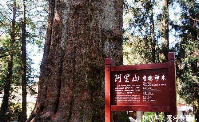 中国千年古树有多少棵?你游历过几颗呢?五大古树名木为你推荐