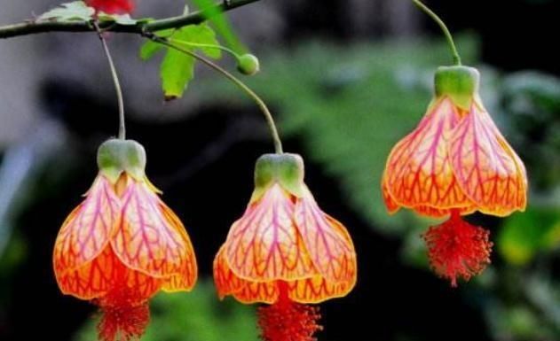 养花■阳台养盆“它”，胜过各种花，花朵似“铃铛”，花开一串又一串