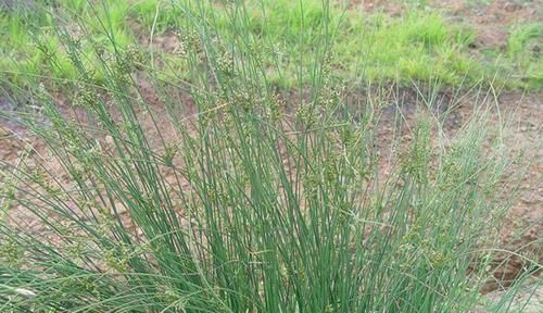  『草本植物』名字带有“龙”的植物花卉，龙吐珠、龙船花，你还知道有多少种呢