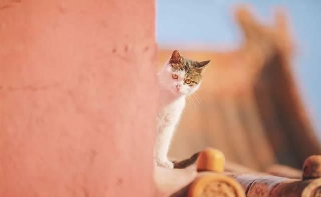 一年 30 多趟故宫，只为拍摄超赞「故宫猫咪图籍」！