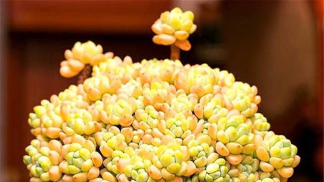  【懒人】这六种颜值高又好养的多肉简直是专门为懒人准备的,不用管也能活!