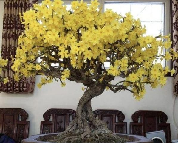  『盆栽』盆栽植物总烂根,知道这4个原因还不够,解决方法更重要