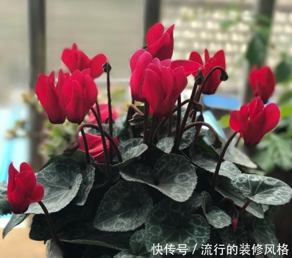 #艳丽#喜欢在家中养护花卉,就选择5种花卉,花色艳丽,花期长,好养护