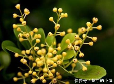  长寿花：卧室养上“4种花”，一觉睡到太阳晒屁股，睡得香，精神头才会好