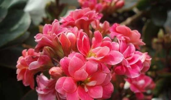  「凤仙花」阳台养上4种花，再不担心没花赏，开花一茬接一茬，花朵鲜艳