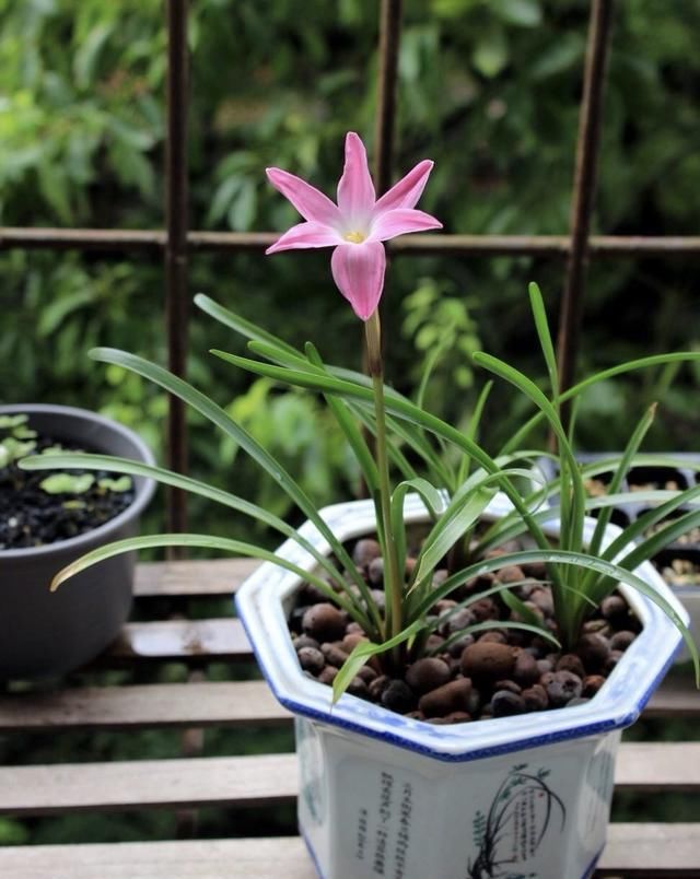  『漂亮』皮实又便宜的“3种花”，就养它，动不动开爆盆，耐晒漂亮