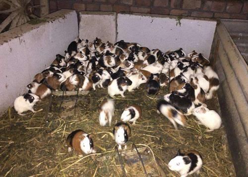 农民小夫妻放弃打工回乡养殖创业，年入20万以上！