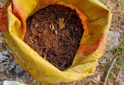  【养护】山上漫山遍野的松针土，扛回来半袋子，茶花配土不用愁，还不花钱
