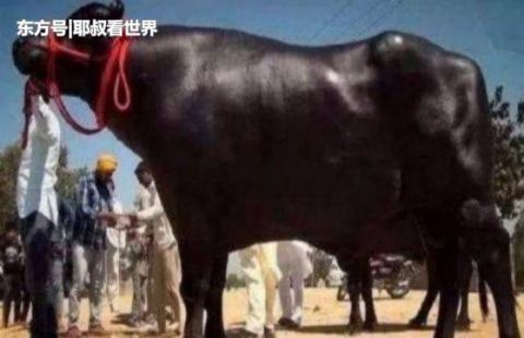  身价：印度身价最高的牛，价值2.1亿，每天喝完1瓶威士忌才入睡